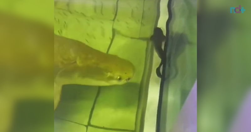 Pirarucu mostra arma mortal para se alimentar de peixe menor – Foto: @biomesquita/Reprodu&ccedil;&atilde;o/ND