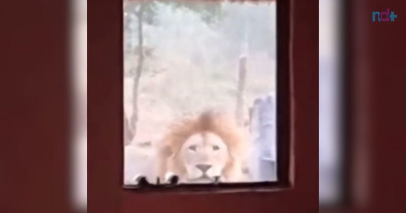 Leão na janela de casa