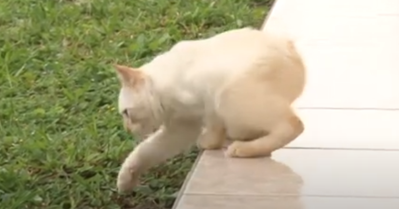 Gatoelho seria um coelho com cabeça de gato