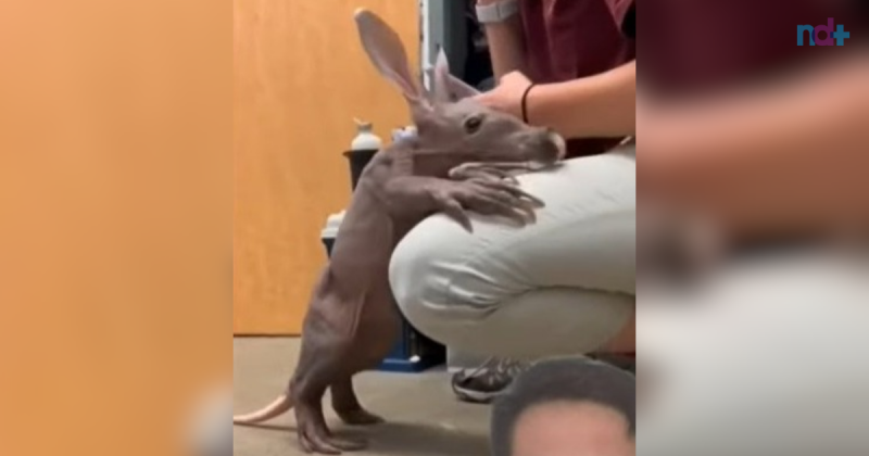 Que criatura &eacute; essa? Conhe&ccedil;a o porco-formigueiro – Foto: Biomedicando/YouTube/Reprodu&ccedil;&atilde;o/ND