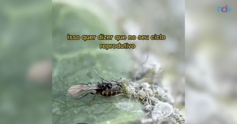 Vespa parasita usa os corpos de aranhas grandes para chocar seus ovos – Foto: @biomesquita/TikTok/Reprodu&ccedil;&atilde;o/ND