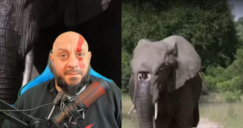 Imagens de animal sem parte importante da tromba foram comentadas por bi&oacute;logo recentemente – Foto: Redes Sociais/Divulga&ccedil;&atilde;o/ND