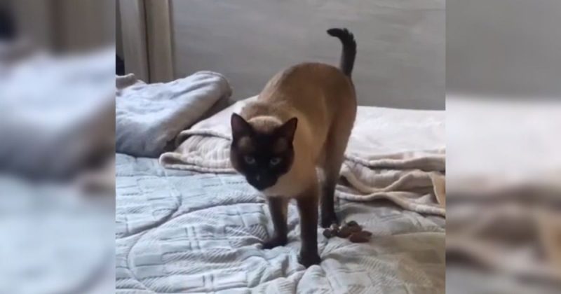 Gato estranha areia nova e faz na cama 