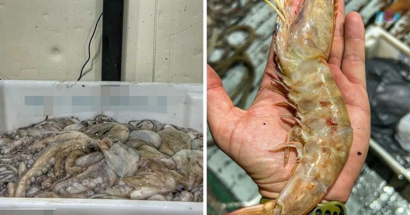 1,4 toneladas de polvo e 400kg de camarão foram apreendidos em Navegantes