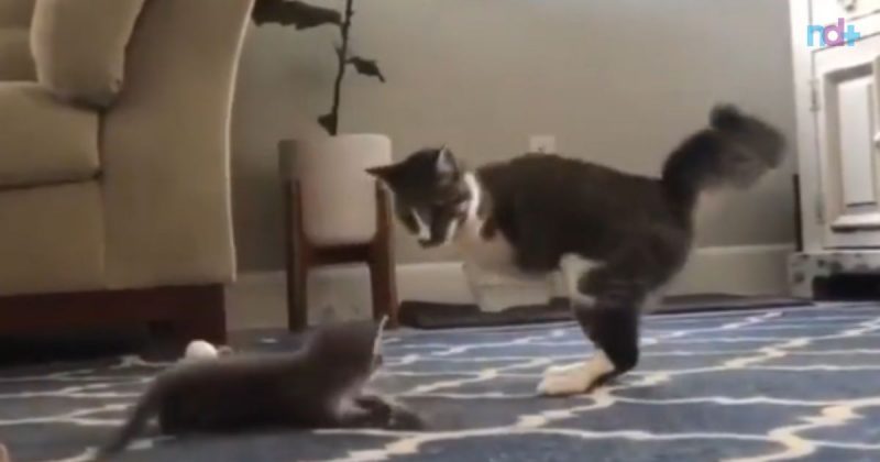 Gatinho brincava com filhotes, mesmo sem as patinhas dianteiras