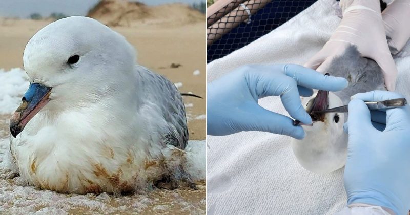 Ave rara foi resgatada em Laguna