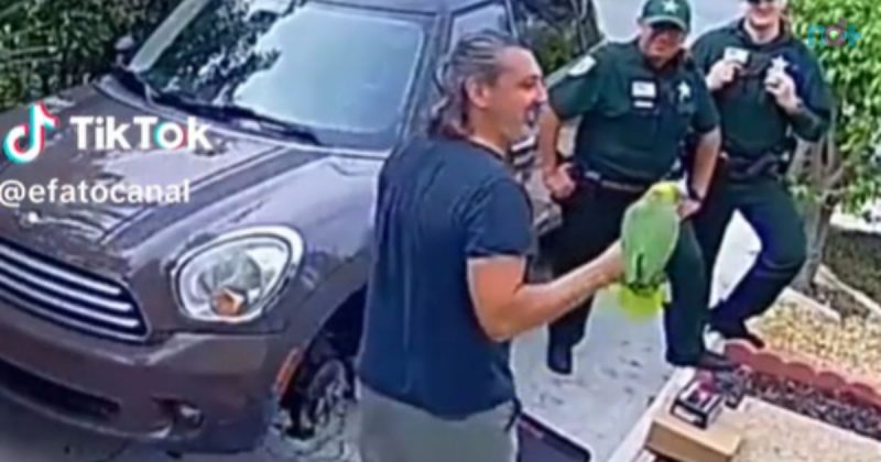 Papagaio imita uma mulher pedindo socorro perfeitamente