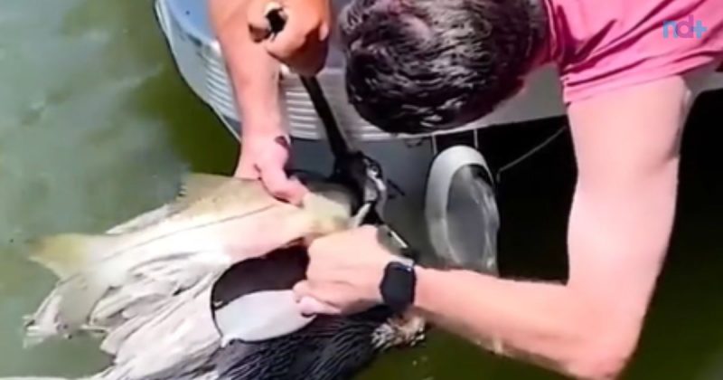 pelicano passou apuro