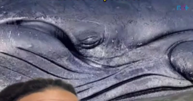 Baleia chorou ao ficar encalhada