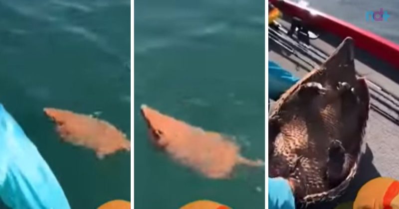 Tatu estava perdido no meio do rio