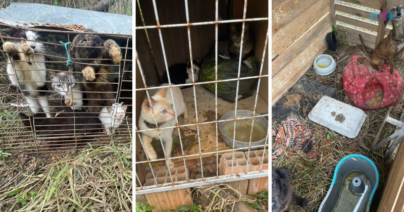 Mais de 30 animais foram resgatados de situação de maus-tratos em Itajaí