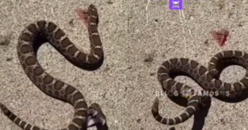 Biólogo explica a razão do porque uma cobra continua viva mesmo após ter sido decapitada