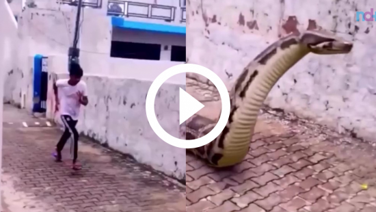 Serpente se arrasta por parede imitando 'jogo da cobrinha' (VÍDEO) -  29.06.2018, Sputnik Brasil