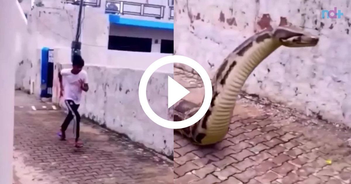 Cobra gigante que viralizou em vídeo pode ser real, mas não é encontrada no  Brasil