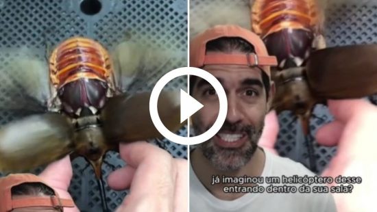 Vídeo que mostra impressionante contraste de cobra azul venenosa se torna  viral nas redes sociais – Metro World News Brasil