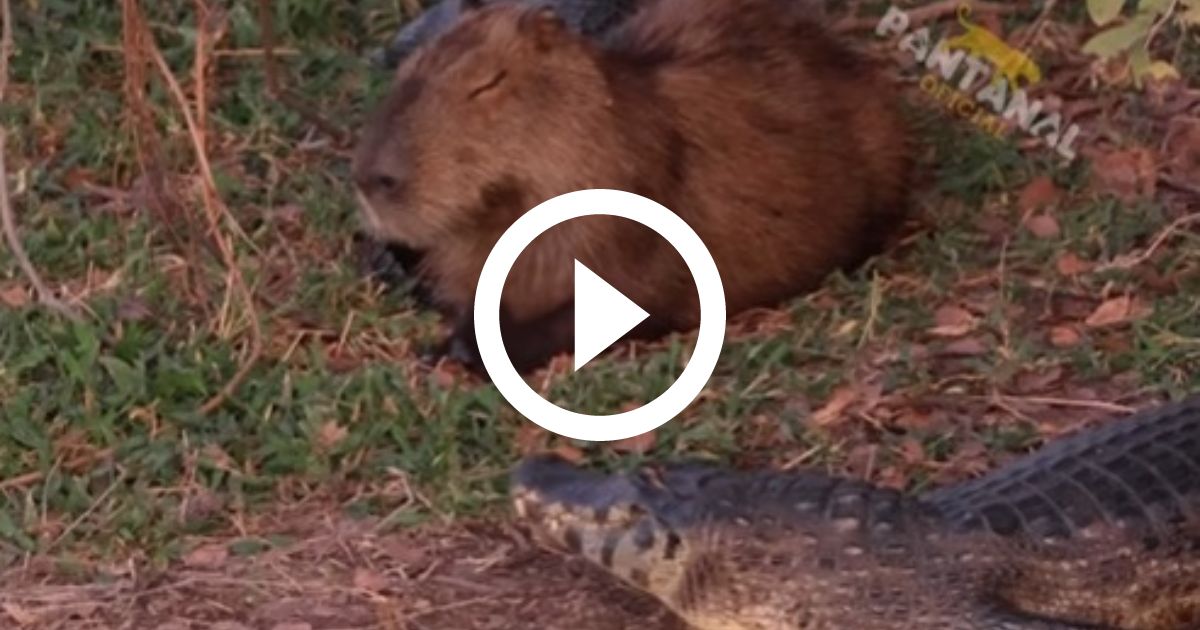 ME DEIXA DORMIR!!!!!!!!  Capivara, Capivaras, Comportamento dos