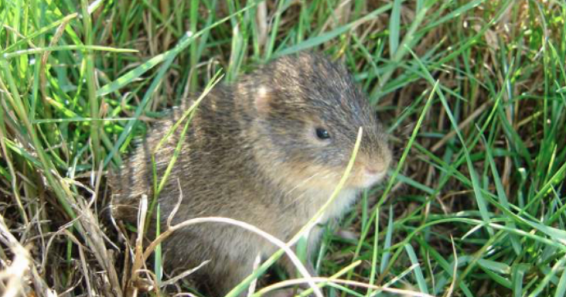 Pre&aacute;-de-Moleques sofre amea&ccedil;as de inc&ecirc;ndios e esp&eacute;cies predadoras – Foto: Carlos Salvador/IMA/Reprodu&ccedil;&atilde;o/ND