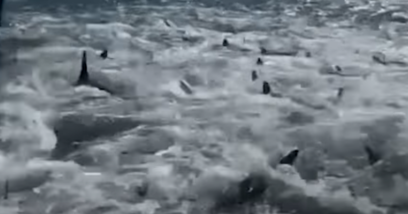 Grupo gigante de tubarões foi visto em um total estado de frenesi em meio á um cardume de atuns 