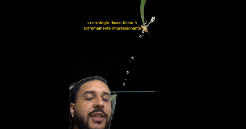 Peixe 'sniper' foi o nome dado pela internet mas existe sim um nome específico para essa espécie e até que é bem parecido 