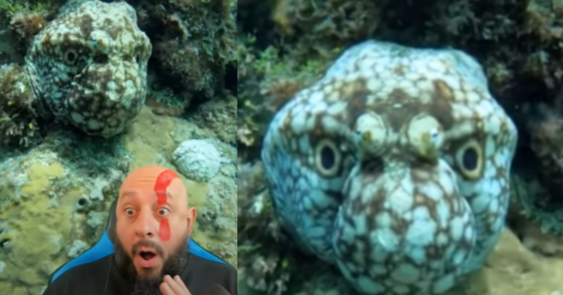 Monstro marinho teria sido filmado durante um mergulho no fundo do mar? Biólogo responde 