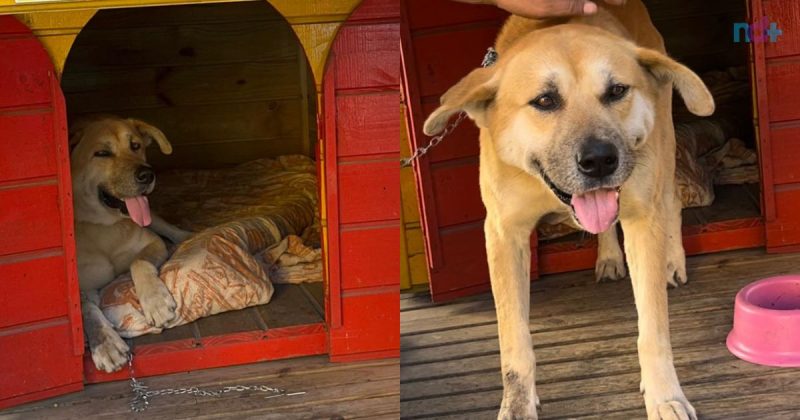 Cachorro vira-lata, Bob é o mascote do Fort Atacadista de Areias, em São José, há sete anos
