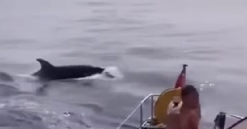 Método coordenado de ataque das orcas em um vídeo reacendeu um medo dos cientistas e um mistério á respeito do comportamento destes animais veio á tona