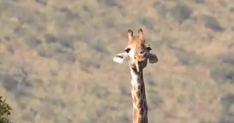 Girafa choca ao comer cobra