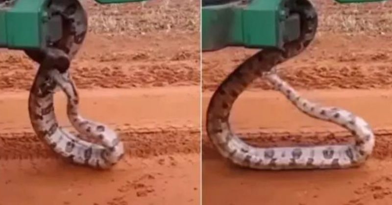 Por causa de máquina, Jiboia atacou o próprio rabo