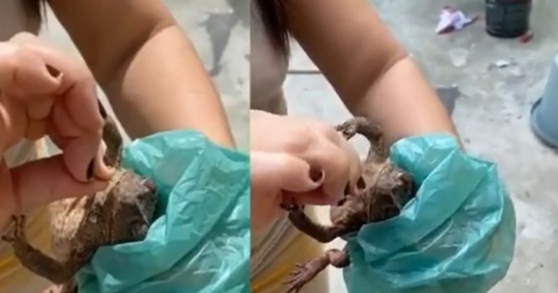 sapo com a boca costurada apareceu no quintal de uma mulher