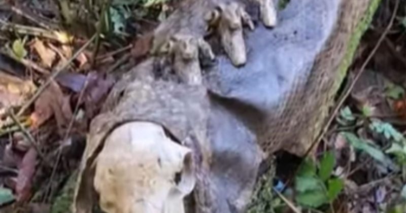 Carcaça de sucuri com mais de 10 metros gerou curiosidade na web