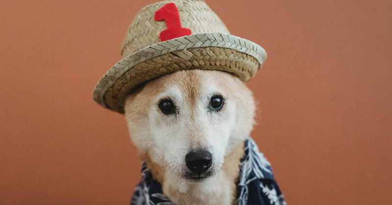 Holanda adotou medidas de extrema importância para garantir a segurança e o bem estar de todos os cães do país