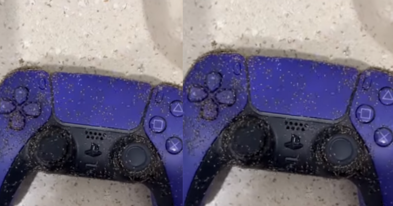 Biólogo explicou as razões que fazem as formigas procurarem o interior destes aparelhos e como evitar que isso aconteça