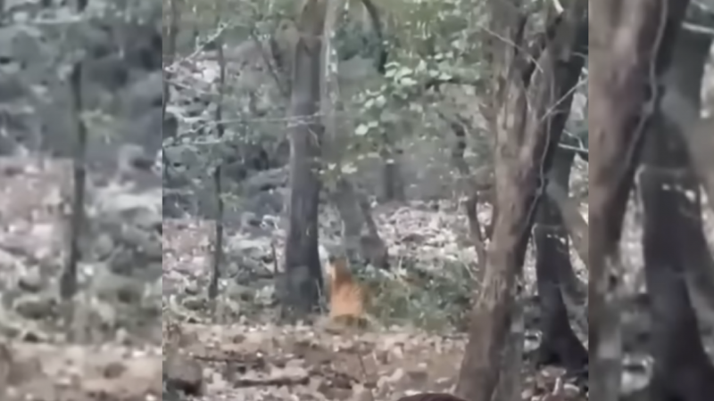 Ser&aacute; que o tigre ficou esperando o leopardo descer? – Foto: Canal WorldNario/Divulaga&ccedil;&atilde;o/ND