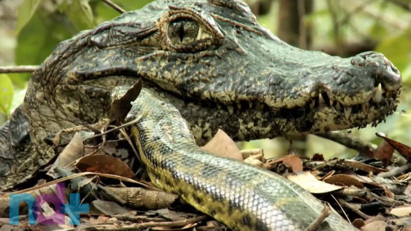 Anaconda tenta devorar jacaré mas acaba frustrada