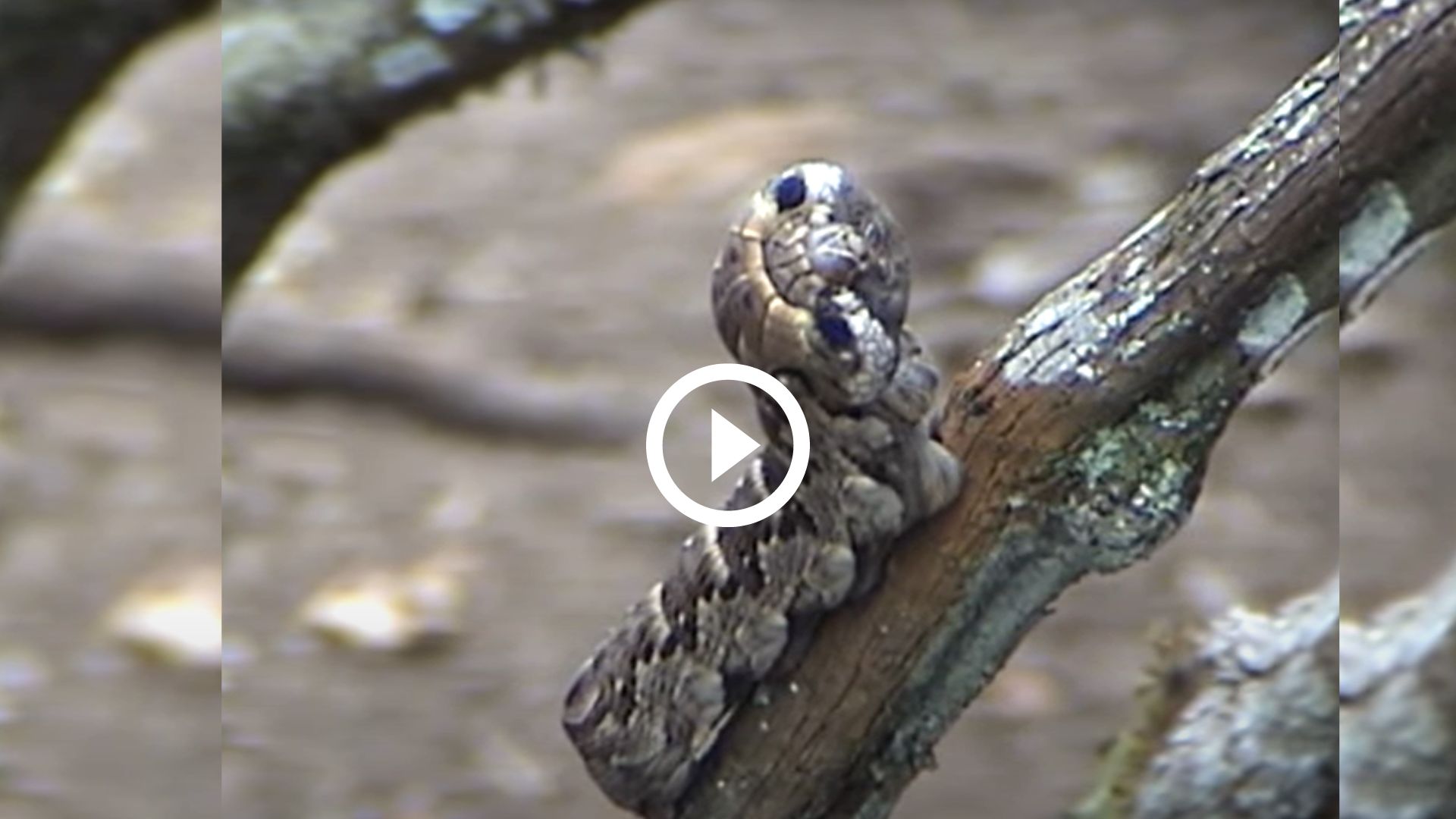 Sabe que cobra é essa? Bem, não é uma cobra. É uma lagarta