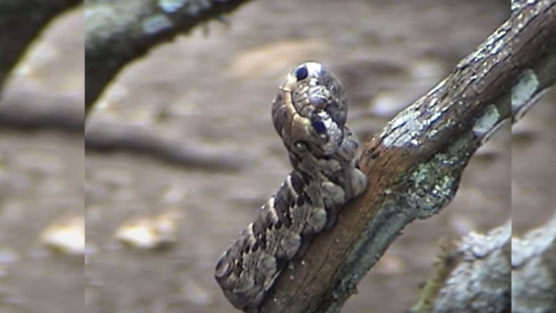 Lagarta-cobra encontrada na parreira de cipó em SC