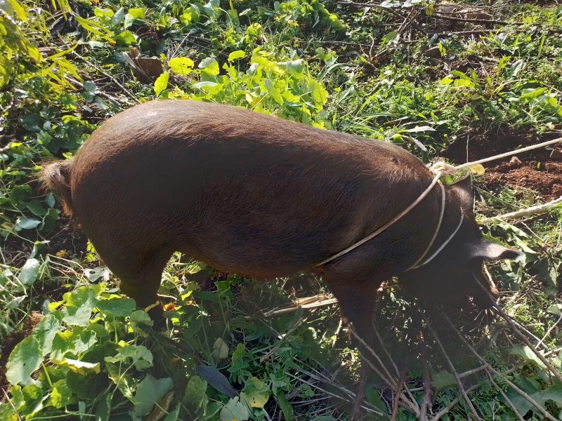 porco invadiu uma casa