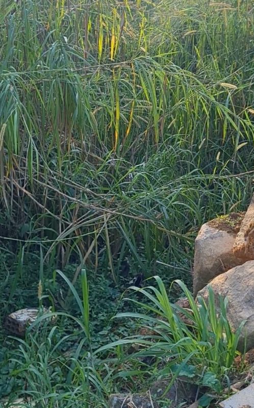 Corpo em estado de decomposi&ccedil;&atilde;o &eacute; encontrado por agentes de combate &agrave; dengue em Blumenau – Foto: Pol&iacute;cia Civil/Reprodu&ccedil;&atilde;o/ND