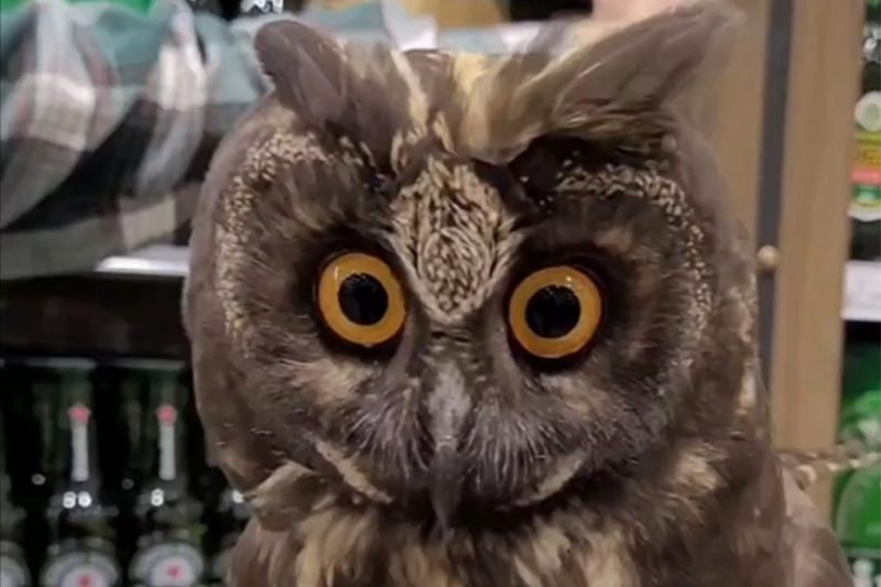 Coruja gigante foi resgatada em Jaraguá do Sul