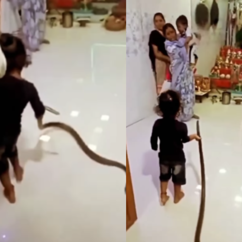 Criança segura cobra