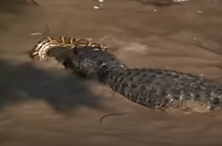 Crocodilo devora píton em vídeo