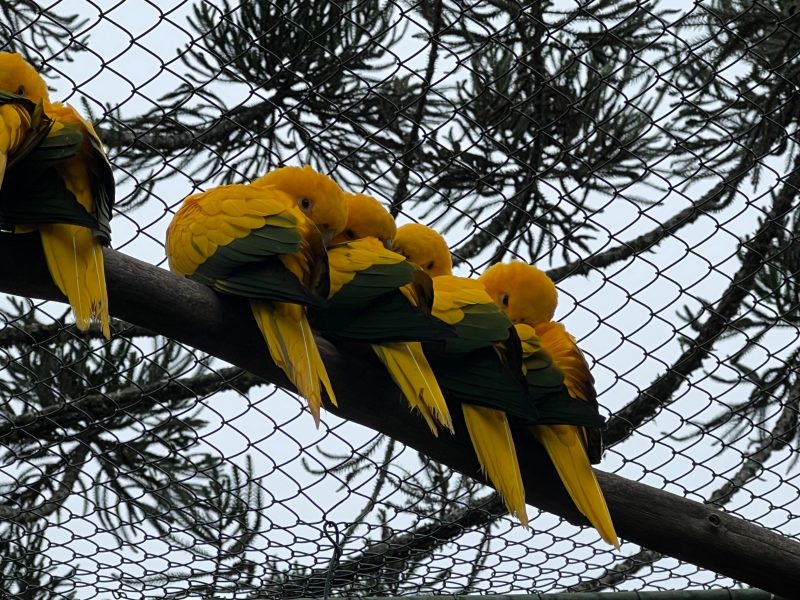 P&aacute;ssaros tamb&eacute;m precisam de cuidados especiais com o frio – Foto: Secom Brusque/ND