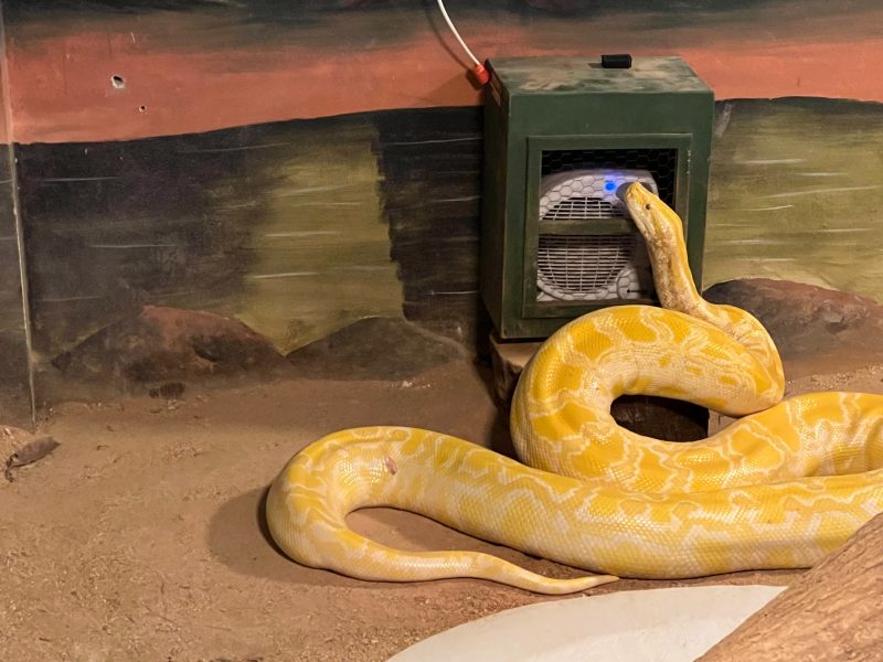 animais como serpentes recebem luzes e aquecedores para combaterem o frio