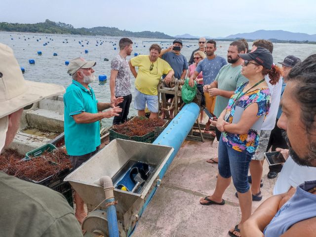A Epagri est&aacute; capacitando maricultores interessados em produzir a macroalga no litoral catarinense – Foto: Epagri/ND