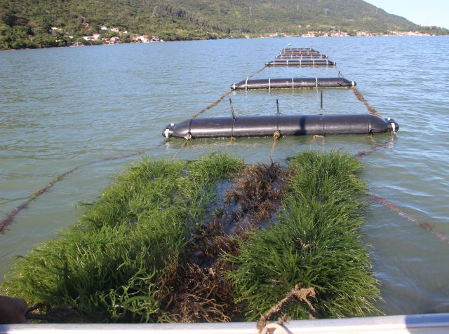 Em 2021/22, Santa Catarina colheu 102,3 toneladas em sua primeira safra comercial de macroalgas – Foto: Epagri/ND