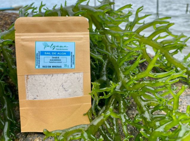 O consumo de alimentos &agrave; base de algas traz v&aacute;rios benef&iacute;cios para a sa&uacute;de – Foto: Epagri/ND