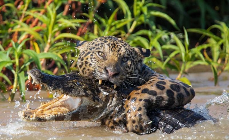 Dario intitula a foto como as 'garras da morte'.