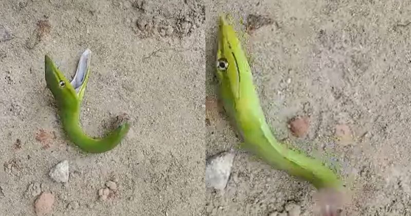 Cobra até abriu a boca mesmo depois de ser decapitada