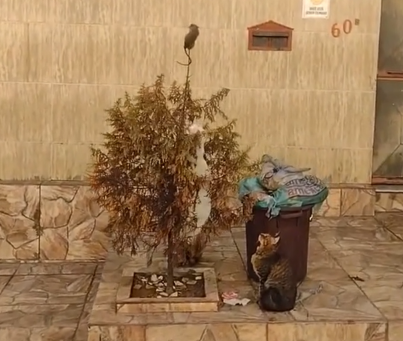 Rato se pendura em arbusto em busca da sobrevivência