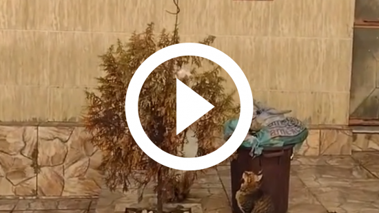 Rato se equilibra em fio de arbusto para fugir de emboscada de ‘gangue’ de gatos: ‘Hora Acme’